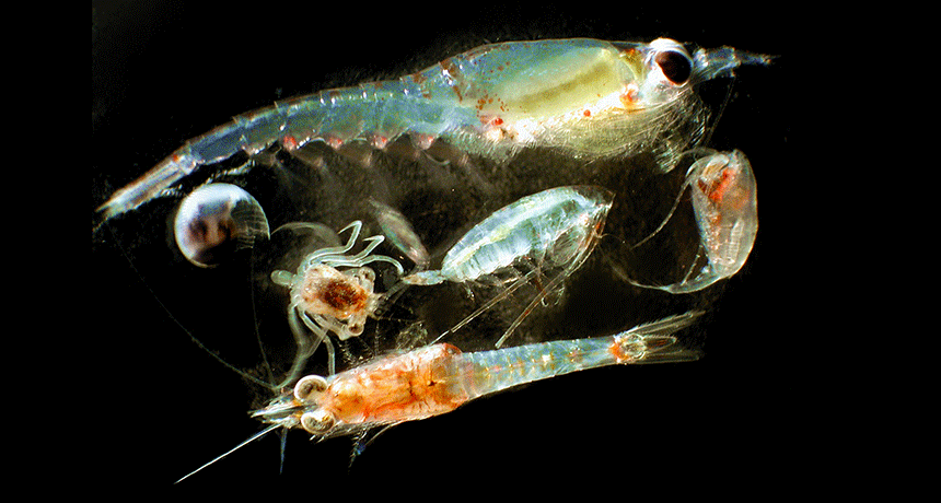 Scientists Say Zooplankton  Science News for Students