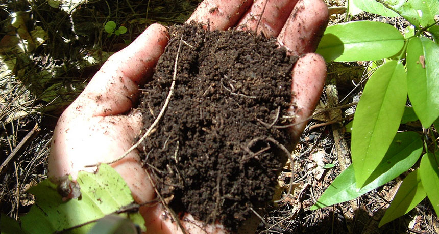 Image result for What Are The Different Types Of Soil Microbes?
