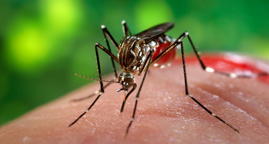 Zika virus raises alarm as it spreads in the Americas | Science ...
