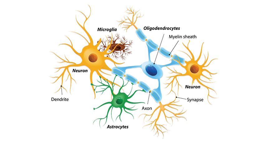 Scientists Say: Glia | Science News for Students
