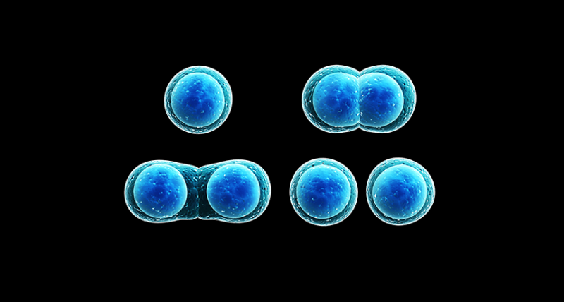 Scientists Say: Mitosis | Science News for Students