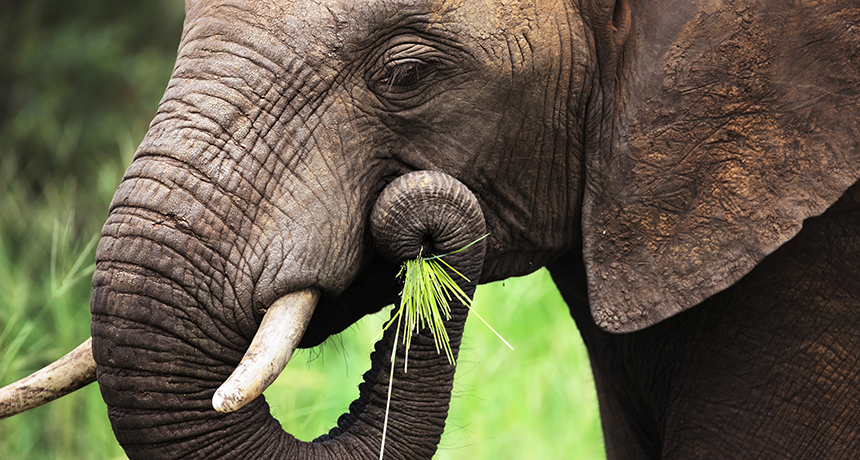 How do elephants eat cereal? With a pinch | Science News for Students
