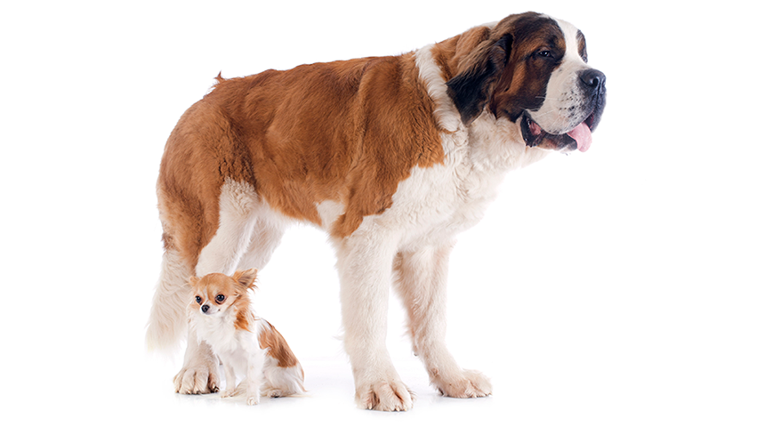 do saint bernards get along with cats