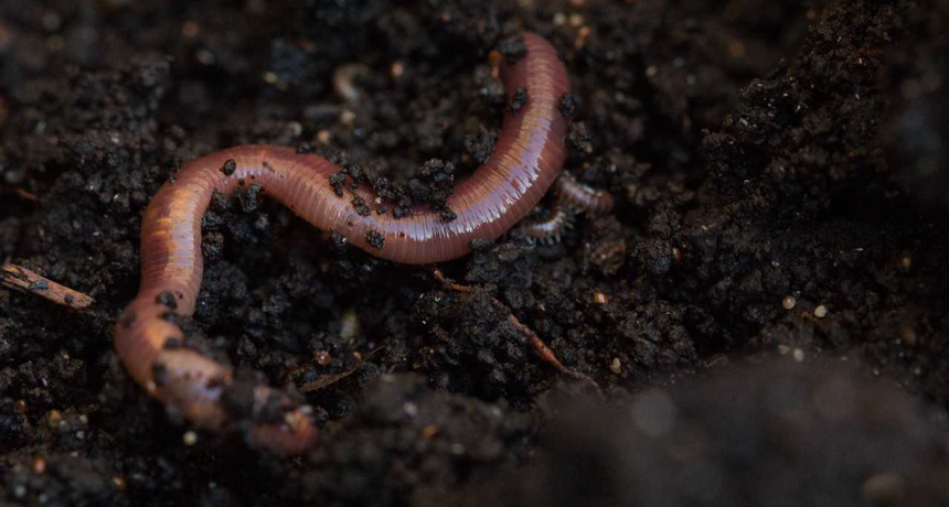 Earthworms Lose Weight In Soils Polluted With Microplastics