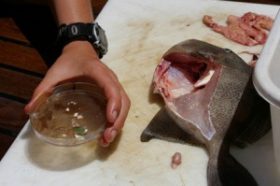 The stomach of this triggerfish, caught by SEA scientists in the North Atlantic gyre, contained 47 pieces of plastic.