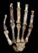 a photo of a a fossil hand