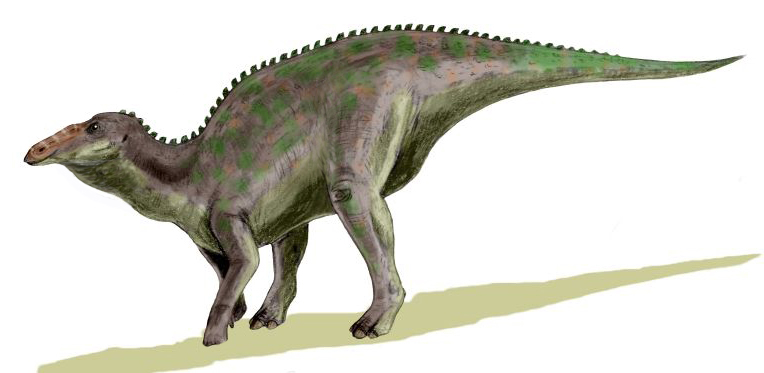 Hadrosaurs walking on all fours