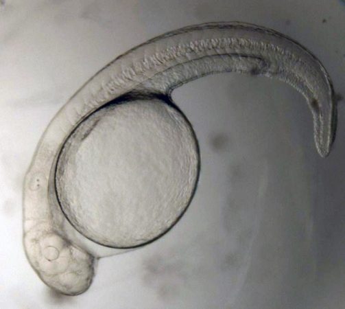 A silver carp embryo inside an egg. Credit: Alison Coulter