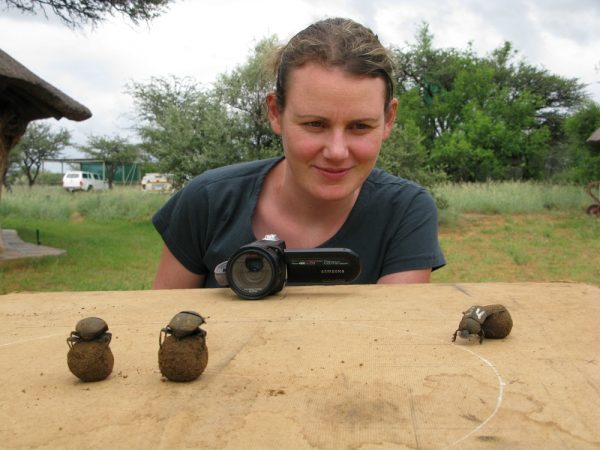 Biologist Emily Baird finds dung beetles so fascinating that she doesn’t mind collecting manure for them. Credit: Maria Dacke