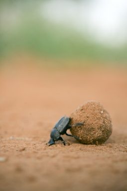 Dung beetles shape animal manure into balls and then roll them away for later eating. Credit: Emily Baird