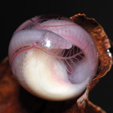A young caecilian from India grows inside a translucent egg. Credit: S.D. Biju, www.frogindia.org