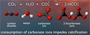 When carbon dioxide dissolves in ocean water, a process begins that uses up carbonate molecules. So more carbon dioxide means less carbonates for shell building by swimming snails and other creatures.