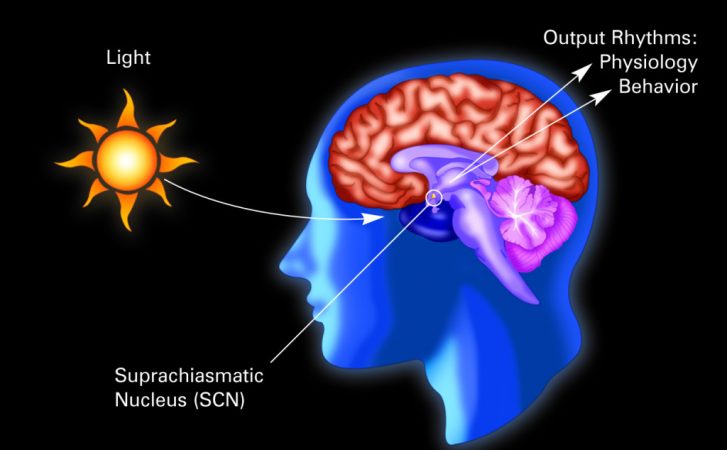 In people, the sun resets the body’s master clock, the suprachiasmatic nucleus. Credit: National Institute of General Medical Sciences