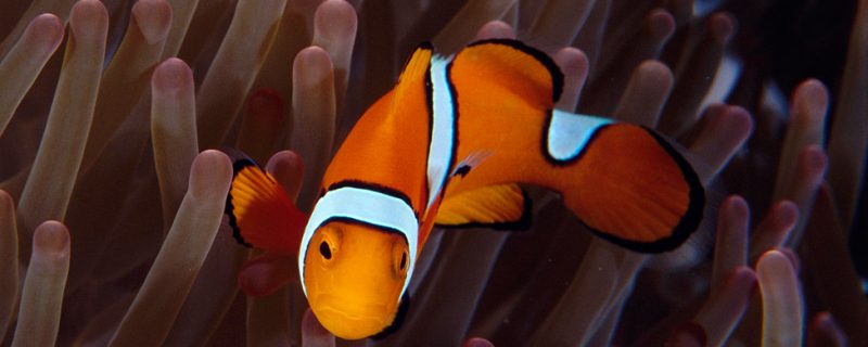 Clown fish raised in acidified waters don’t respond properly to smells. For example, they swim toward the scent of a predator instead of away from it. Credit: Simon Foale, ARC Centre of Excellence for Coral Reef Studies
