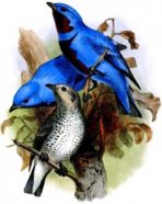 Tiny air bubbles in the feathers of the cotinga bird (illustrated) scatter light, giving the plumage its bright blue color.
