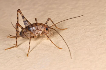 camel cricket