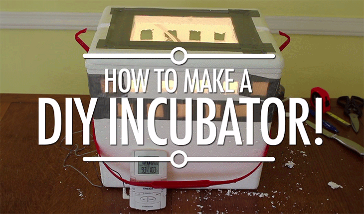 DIY incubator slide1