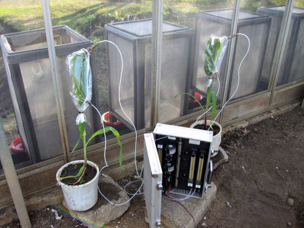 Equipment collects volatile chemicals being emitted from both healthy and damaged corn plants. Credit: Zeyaur R. Khan