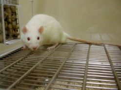 In a recent study, rats stayed up past their bedtime and were given objects to play with to stay awake. Scientists found that some of the rats’ brain cells dozed off while the animals were active.