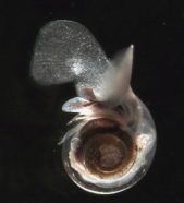 Sea butterflies are a type of pteropod that live in cold, Arctic waters. They make up most of the diet of young pink salmon. Ocean acidification could hinder these creatures' ability to build protective shells.