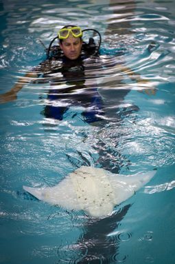 Engineers have created a swimming robot inspired by a cownose ray’s movements. Swirling vortices produced when the ray flaps its winglike fins combine to create thrust. That’s what pushes the fish forward. Credit: Frank Fish