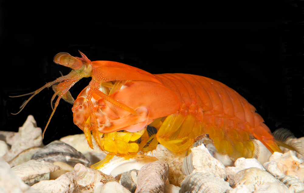 A female Gonodactylaceus glabrous mantis shrimp