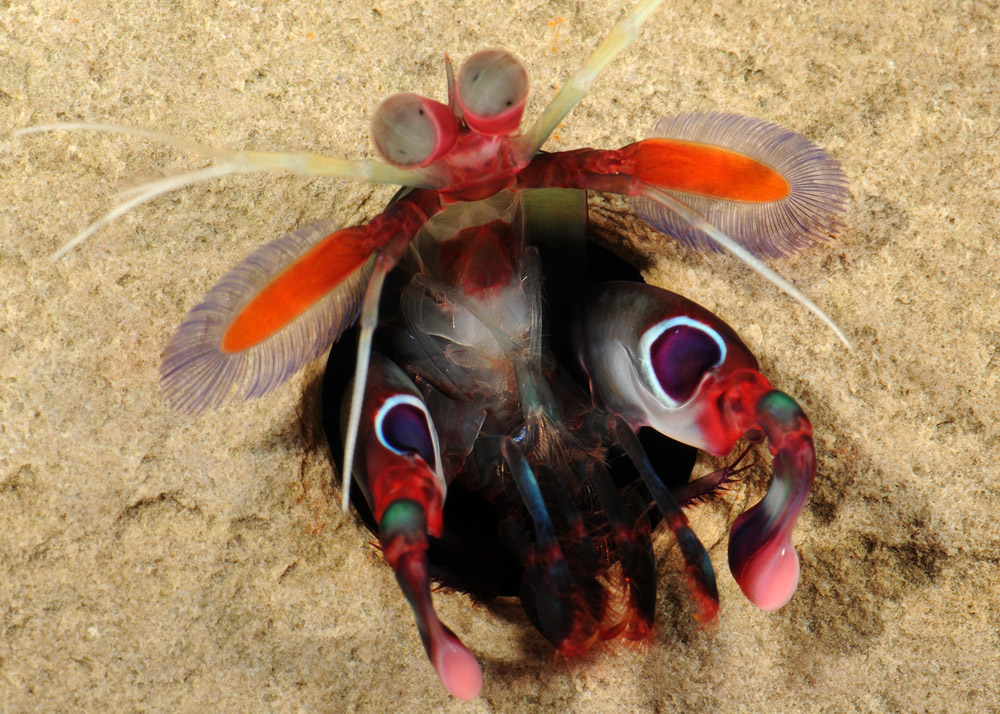 Gonodactylus smithii mantis shrimp