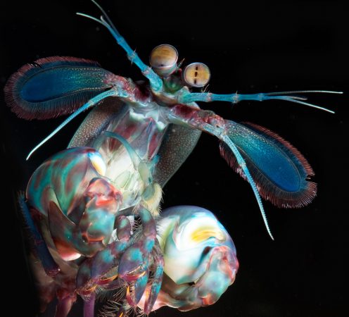 a colorful mantis shrimp
