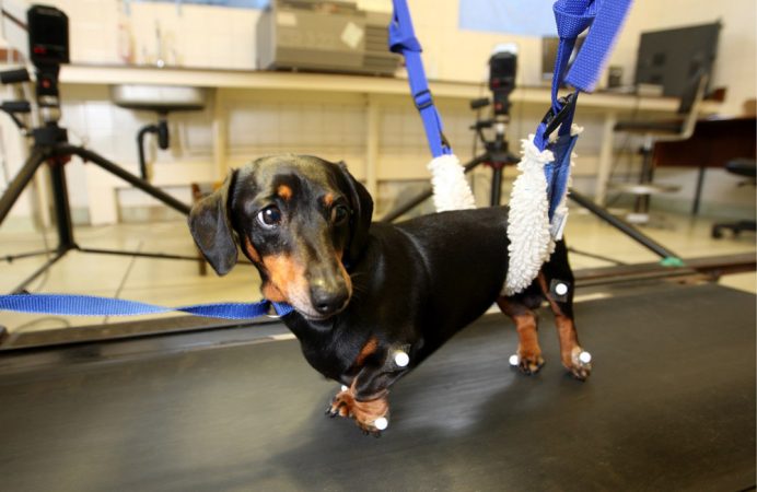 Veterinary neurologist Nick Jeffrey is studying how to use a dog’s own cells to restore the connections between the long, wirelike projections — called axons — that relay signals from nerve cell to nerve cell. Reestablishing a connection could help dogs (and one day people) with spinal injuries walk normally again. Supported by a sling, Henry the dachshund, one of Jeffery's subjects, walks on a treadmill. A video camera records the movement of reflectors on each leg, allowing Jeffery to measure how well the front and hind legs coordinate as the dog moves. Credit: Geoff Robinson Photography
