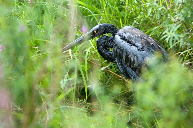 This heron was one of many waterfowl found coated in oil after a burst pipeline leaked diluted bitumen into Talmadge Creek and the Kalamazoo River. Credit: U.S. Fish and Wildlife Service and Michigan Department of Environmental Quality