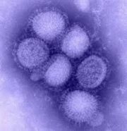 H1N1.jpg
