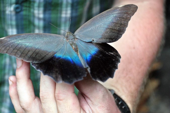 A Morpho butterfly fans its wings to display its vibrant hues. The Iwokrama Forest is full of butterflies of all different colors. Credit: Hannah Hoag