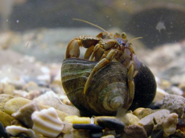 Hermit crabs use the shells of dead snails to protect their soft lower bodies. But crabs exposed to acidified waters seem to have trouble smelling and choosing a good shell. Credit: Sophie Mowles