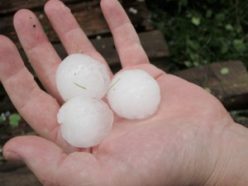 Snowballs for the world’s smallest snowman? White melon balls? No, these are examples of the giant, frozen hailstones that fell on Bozeman, Mont., in summer 2010. Local scientist Alexander Michaud scooped up dozens of the icy stones to study in his laboratory.