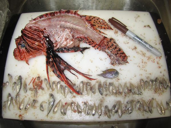 This roughly foot-long lionfish was caught off of Miami, Fla., in July 2012. Its stomach held a shrimp and 65 tiny finfish. Credit: Kara Wall