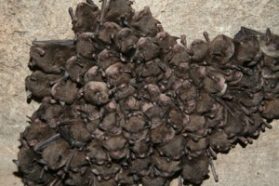 A cluster of endangered Indiana bats roosts in Hellhole Cave, W.Va., before white-nose syndrome’s arrival there.