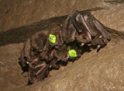 Scientists studying white-nose syndrome arm bats with data loggers, which record the bats’ arousal patterns during hibernation.