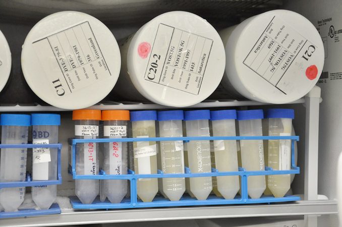 Photo shows some of the samples being stored in Rogers’ freezer that have been collected from all over the world. These include some from Lake Vostok. They’re on the upper right (with red dots), labeled C20-2 and C21. Credit: S. Rogers, Bowling Green St. Univ.