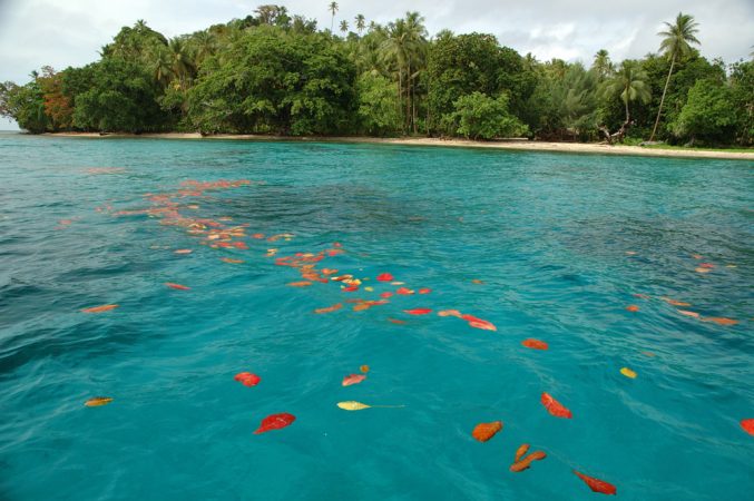 Baby clown fish may find their homes on coral reefs partly by following the scent of tropical plant leaves that fall into the water. Credit: Simon Foale, ARC Centre of Excellence for Coral Reef Studies