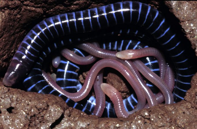 Some caecilian babies scrape off and eat the outer layer of their mother’s skin, which is dead but loaded with nutrients. Credit: Alex Kupfer