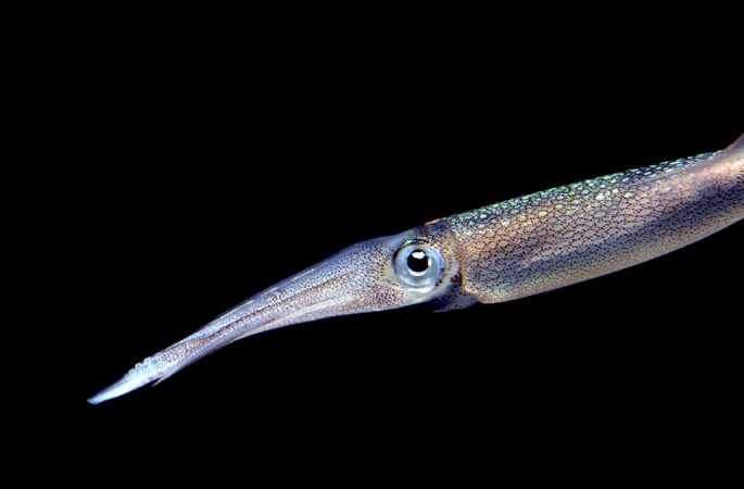 The skin of a longfin inshore squid also collects light in the murky undersea world and uses it to determine how to adjust coloring. Credit: Roger Hanlon