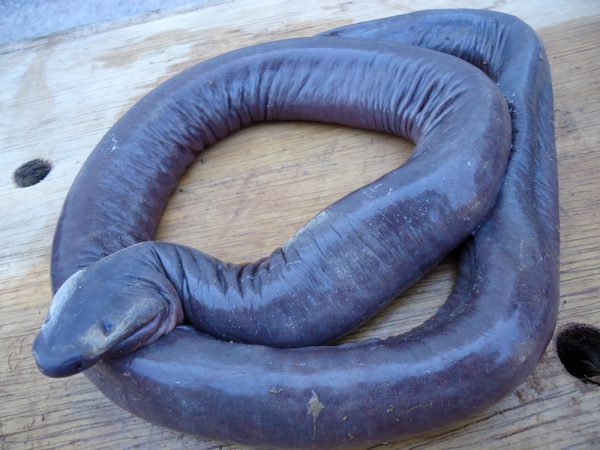Some caecilians have no lungs and probably breathe entirely through their skin. This live specimen of a lungless caecilian was found in 2011 in a river in Brazil. Credit: Photo by B.S.F. Silva, published in Boletim Museu Paraense Emílio Goeldi. Ciências Naturais 6(3) Sept – Dec 2011