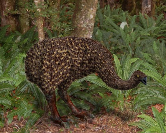 Moa were large, wingless birds that went extinct about 500 years ago. This picture shows what a moa might have looked like. Credit: Jamie Wood