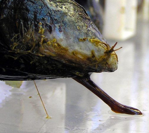 Crafty Mussels Use Mimicry and Muscle