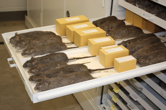 These pack rats' organs have been removed and their bodies stuffed with cotton in order to preserve them. The rats are part of the Natural Science Research Laboratory at the Museum of Texas Tech University. Museum specimens can help scientists solve medical and scientific mysteries. Credit: Lisa Bradley