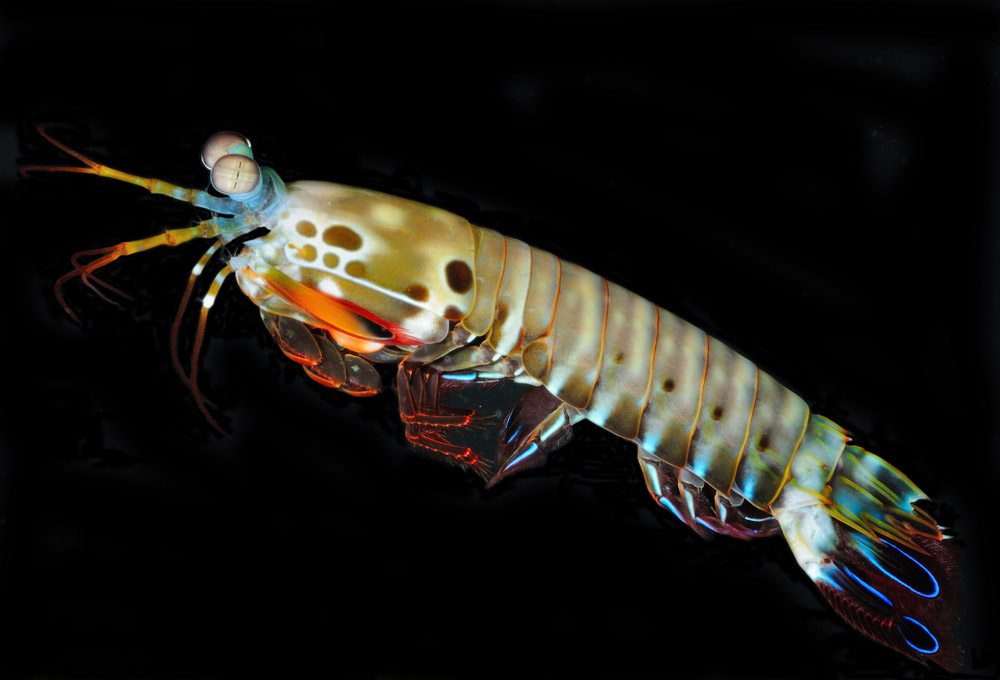 juvenile mantis shrimp