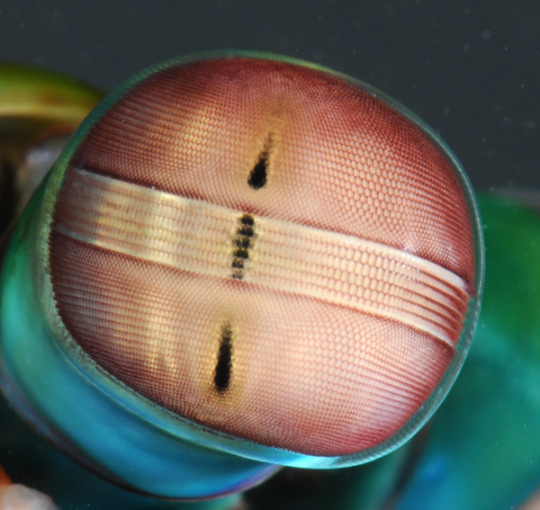 a mantis shrimp eye