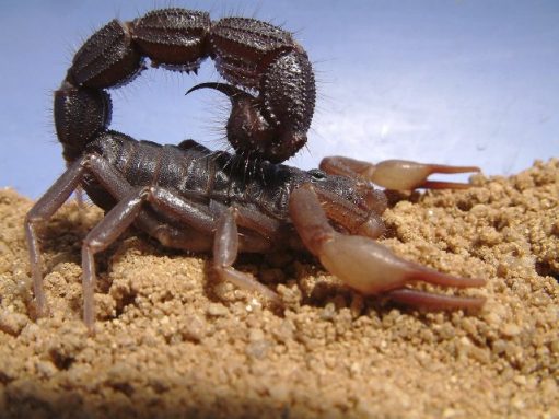 black black scorpion fat burner