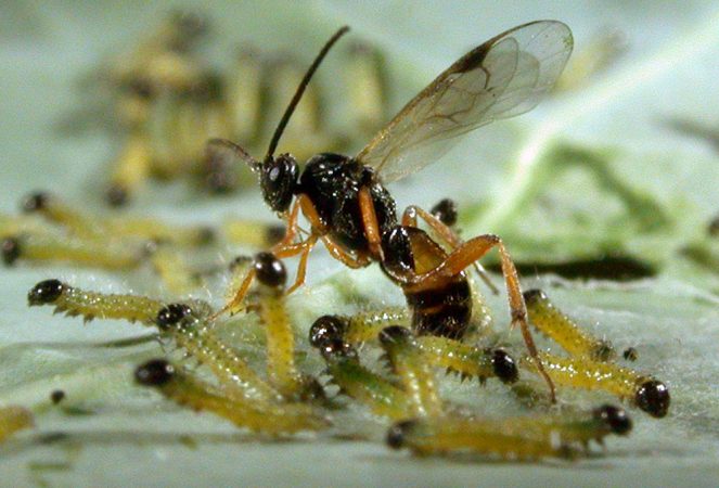 Once summoned, a wasp attacks cabbage white butterfly larvae. Credit: Hans M. Smid, Wageningen University/bugsinthepicture.com