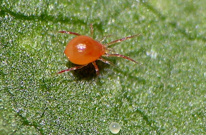 A predatory mite is the natural enemy of the spider mite. It is also a friend to the bean plant. Credit: Hans Smid